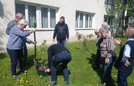 Cztery osoby obserwujące poczynania senior i seniorki, którzy wkopują drzewo do ziemi
