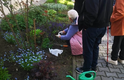 Seniorka kuca, sadzi mięte do ogródka dziennego domu, pozostały osoby obserwują